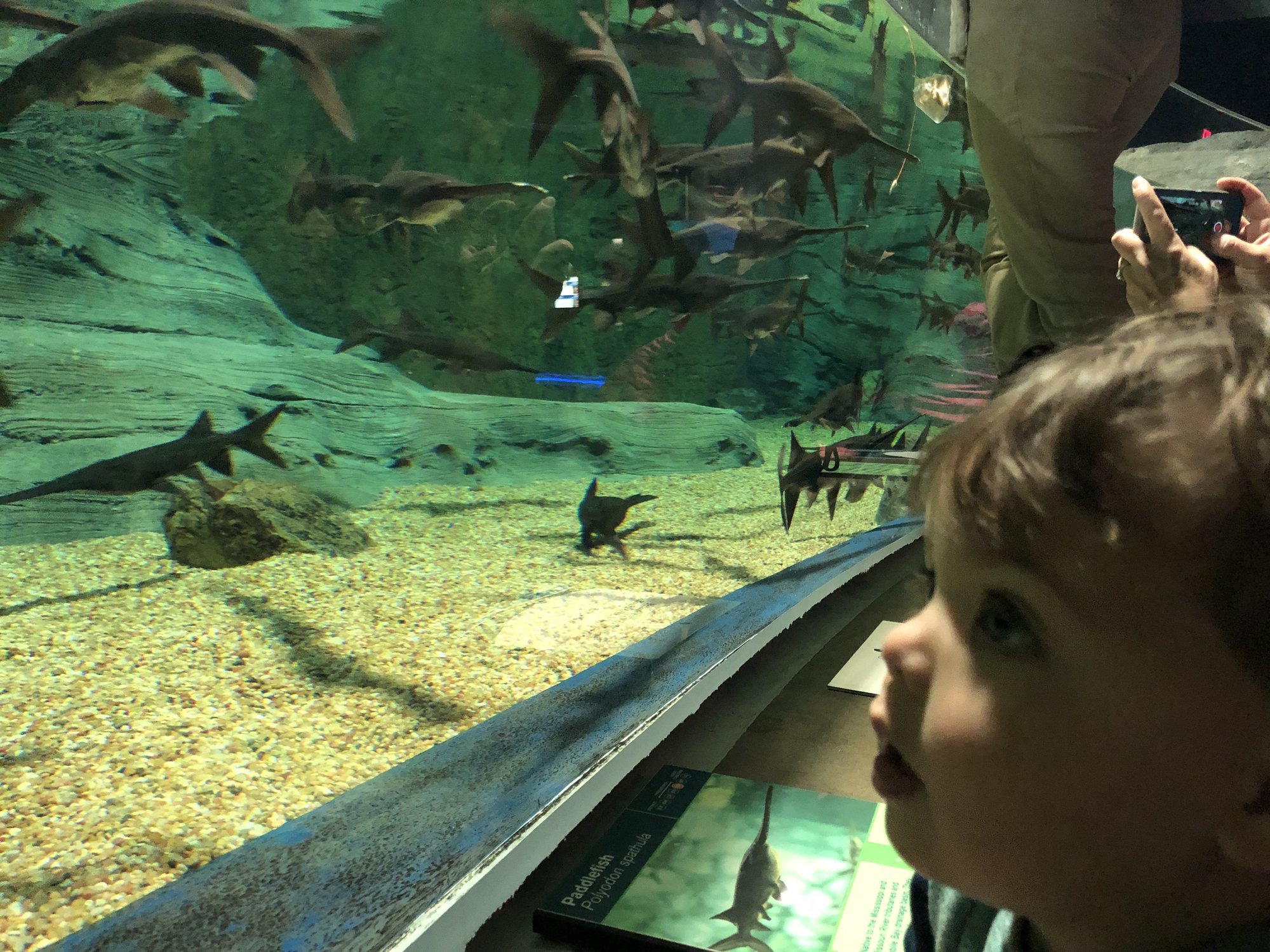 Ben checks out the Paddlefish at the local aquarium.