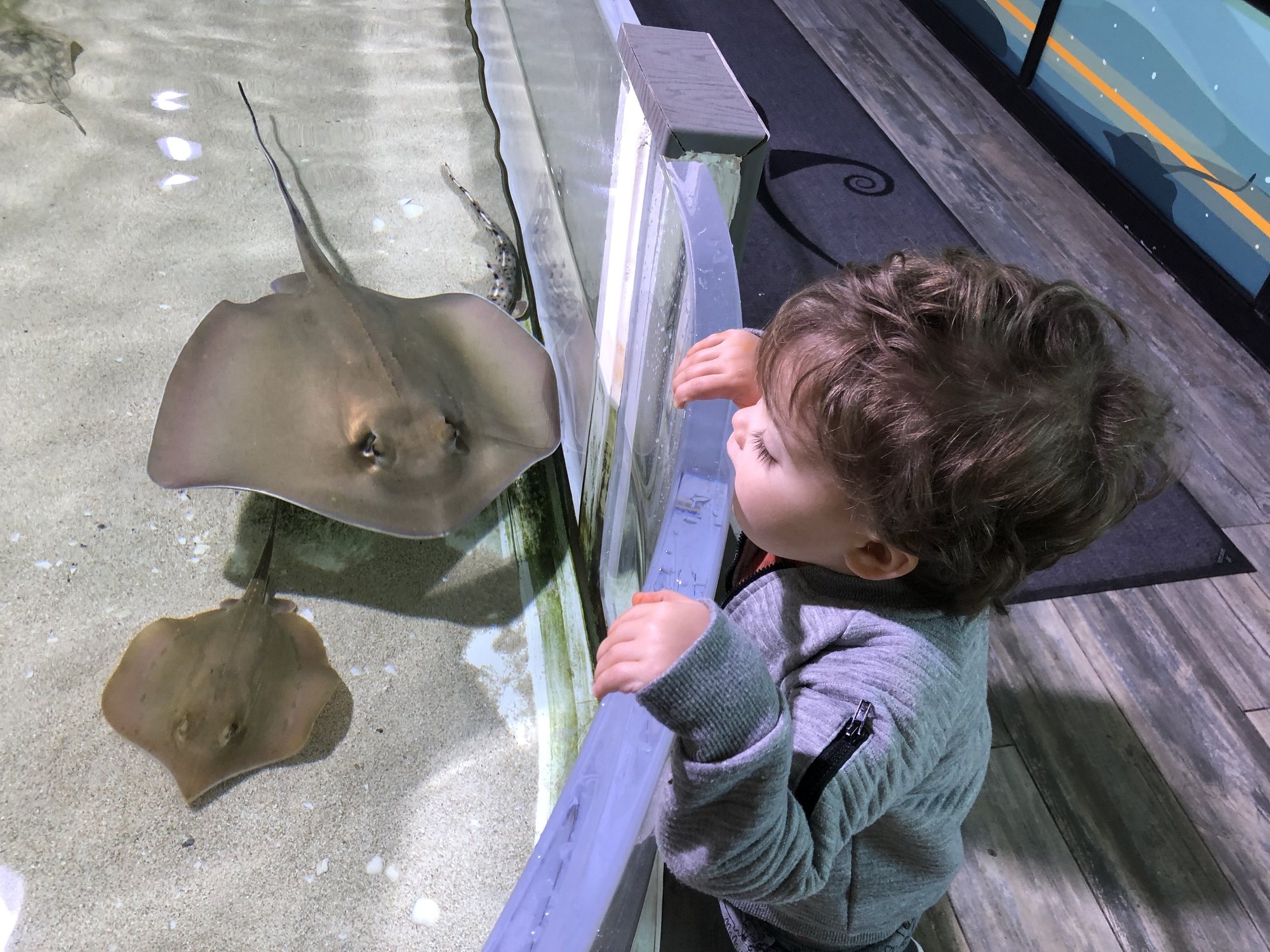 Ben checking out the stingrays. For whatever reason, these are his favorite at the aquarium.