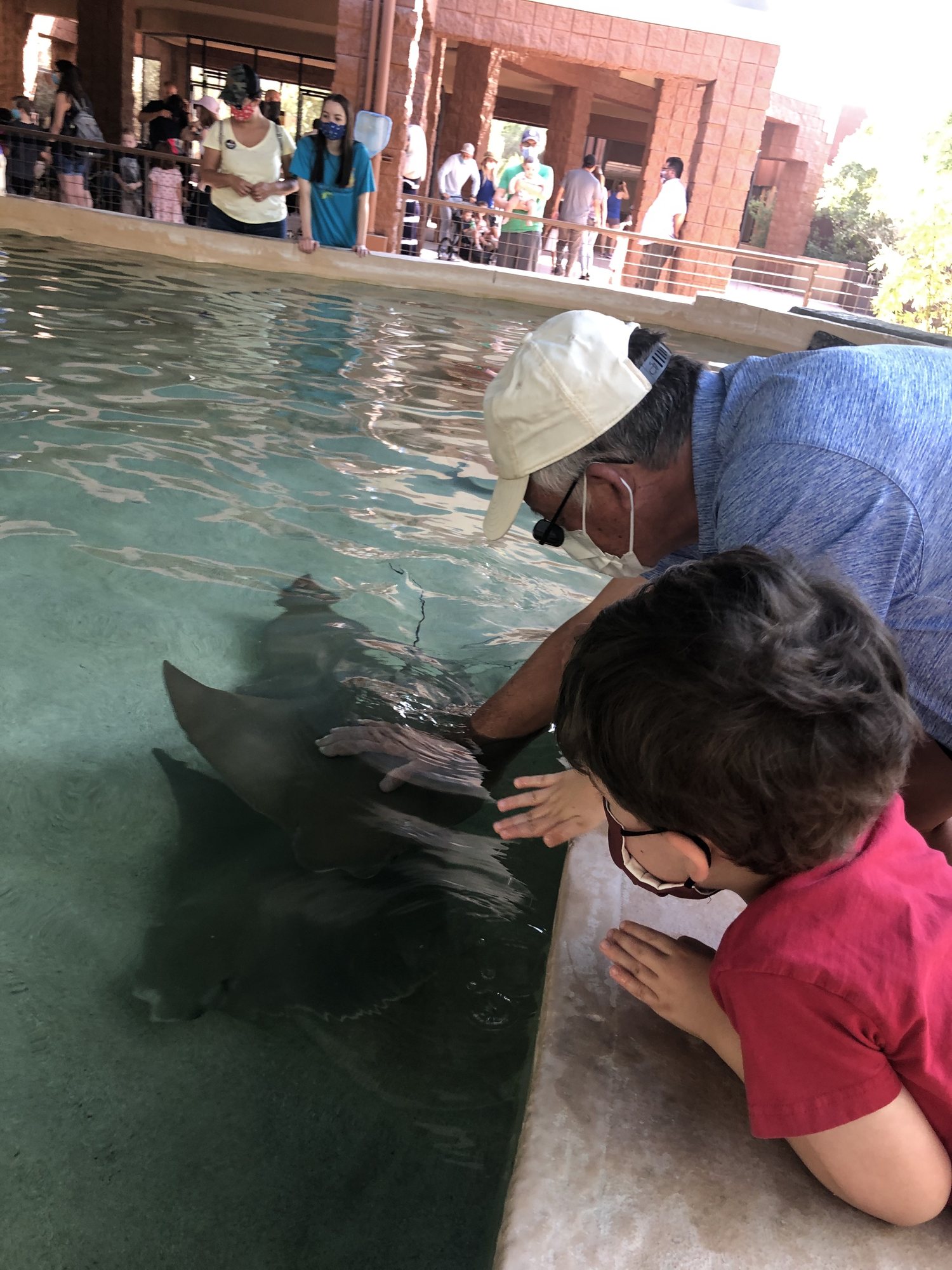 Dad and Ben feeding the sting rays.