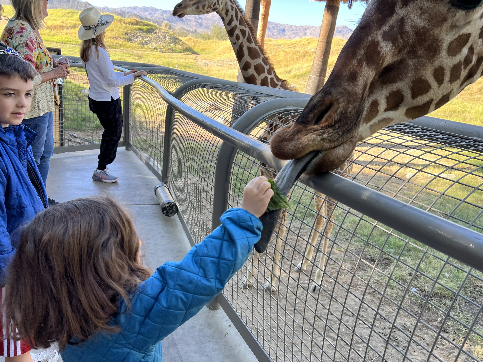 Feeding giraffes at the Living Desert Zoo.