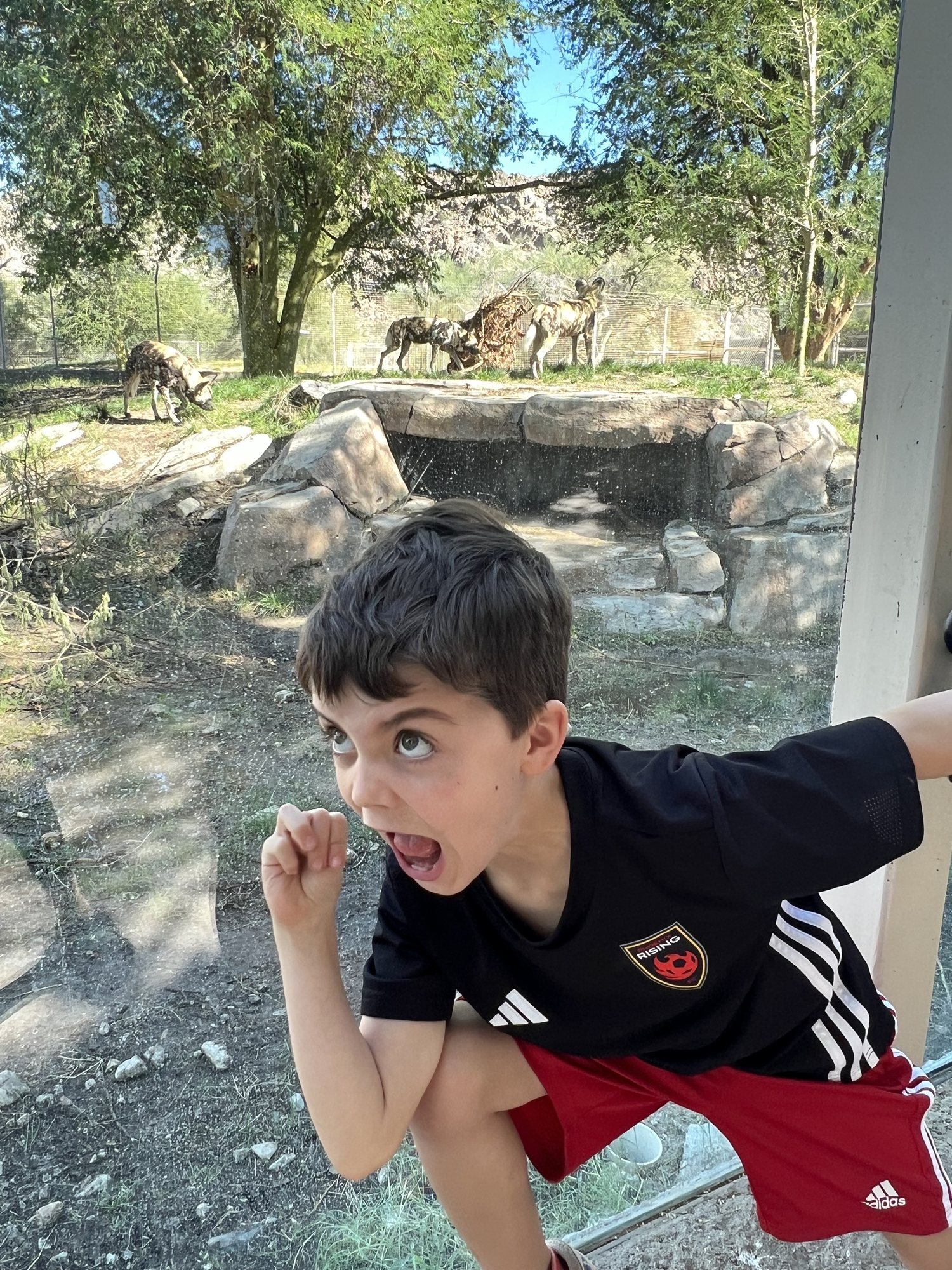 Running from the african painted dogs.