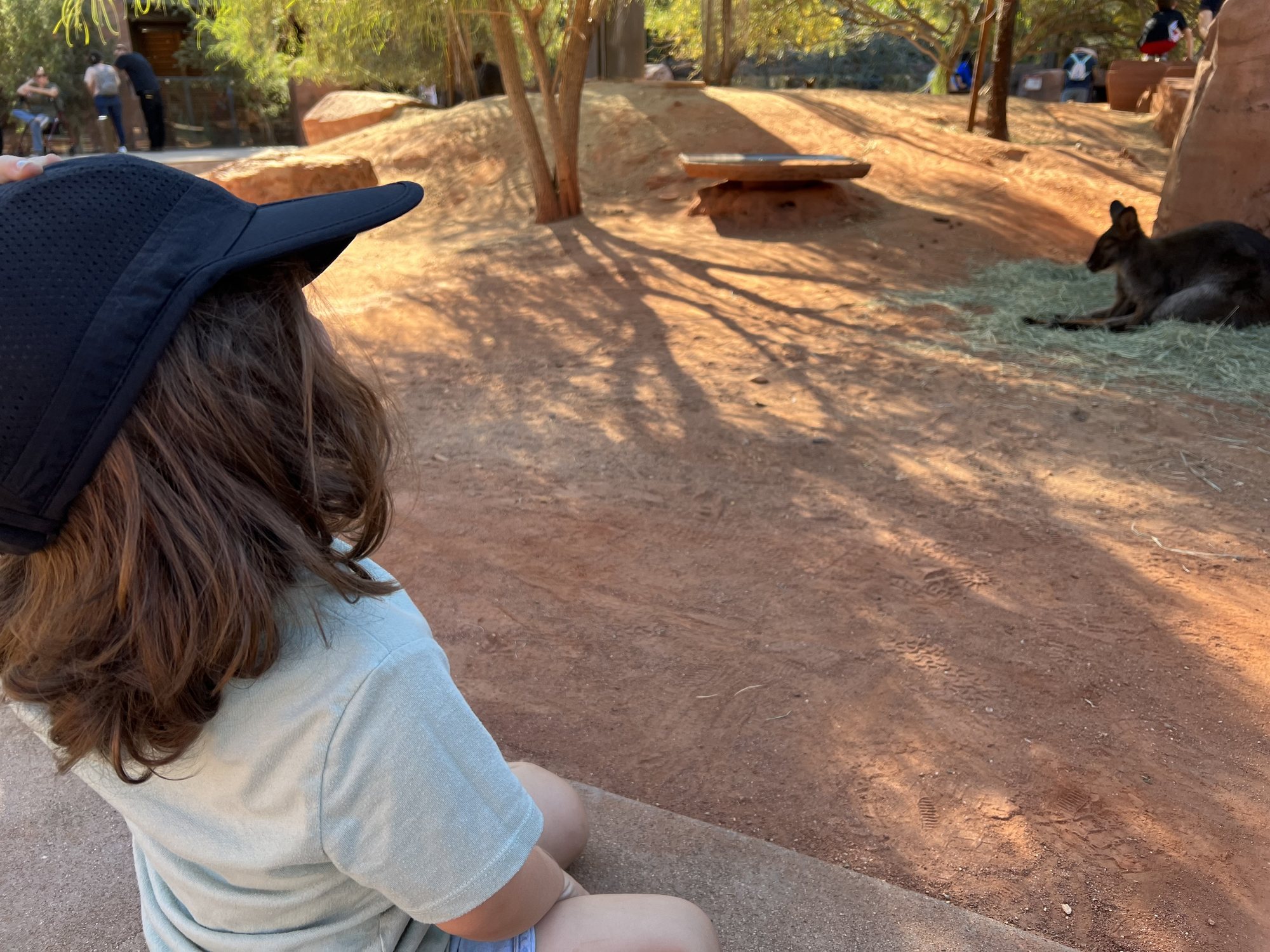 Checking out the wallabies.