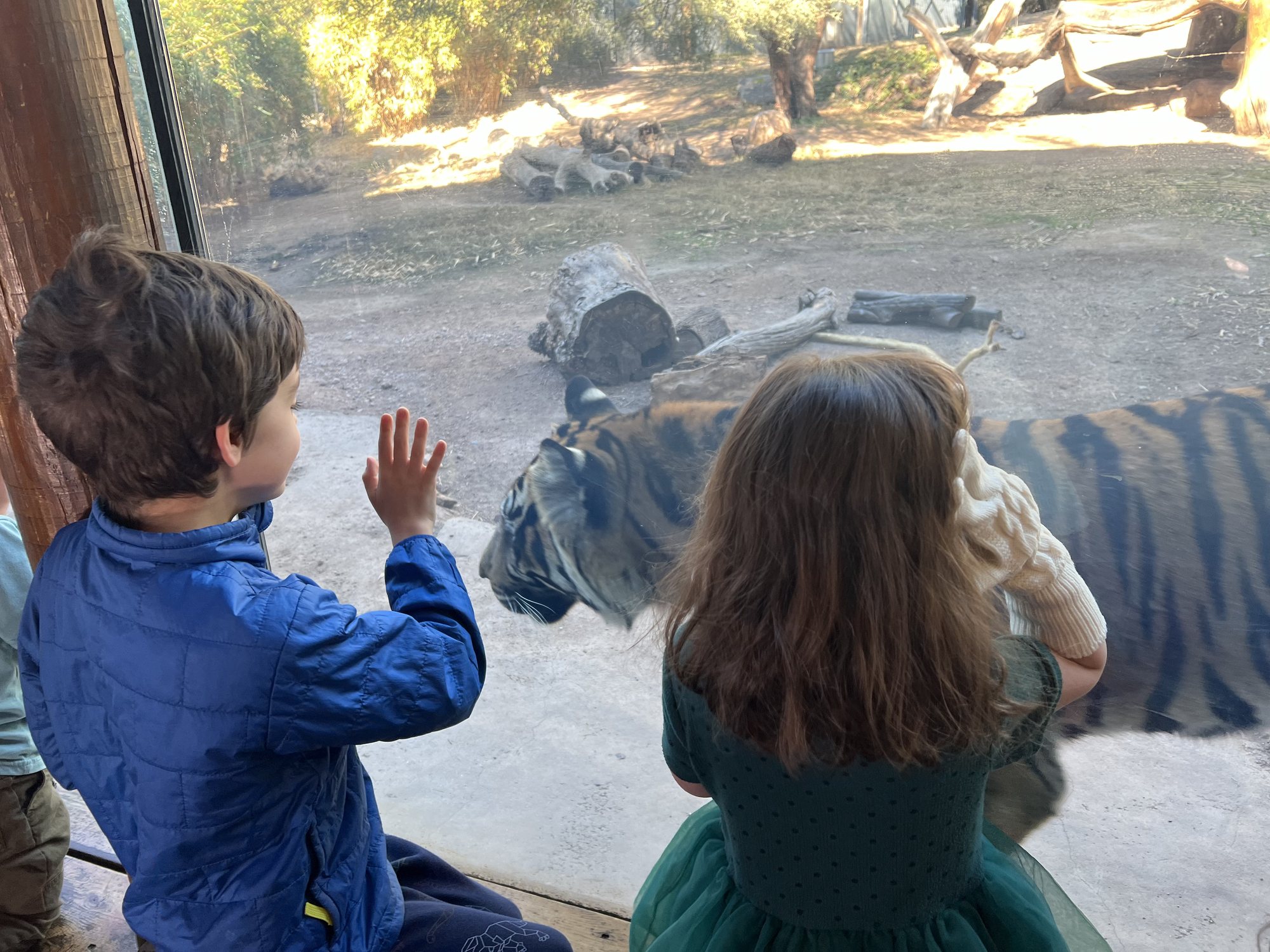 Close encounter with a tiger.