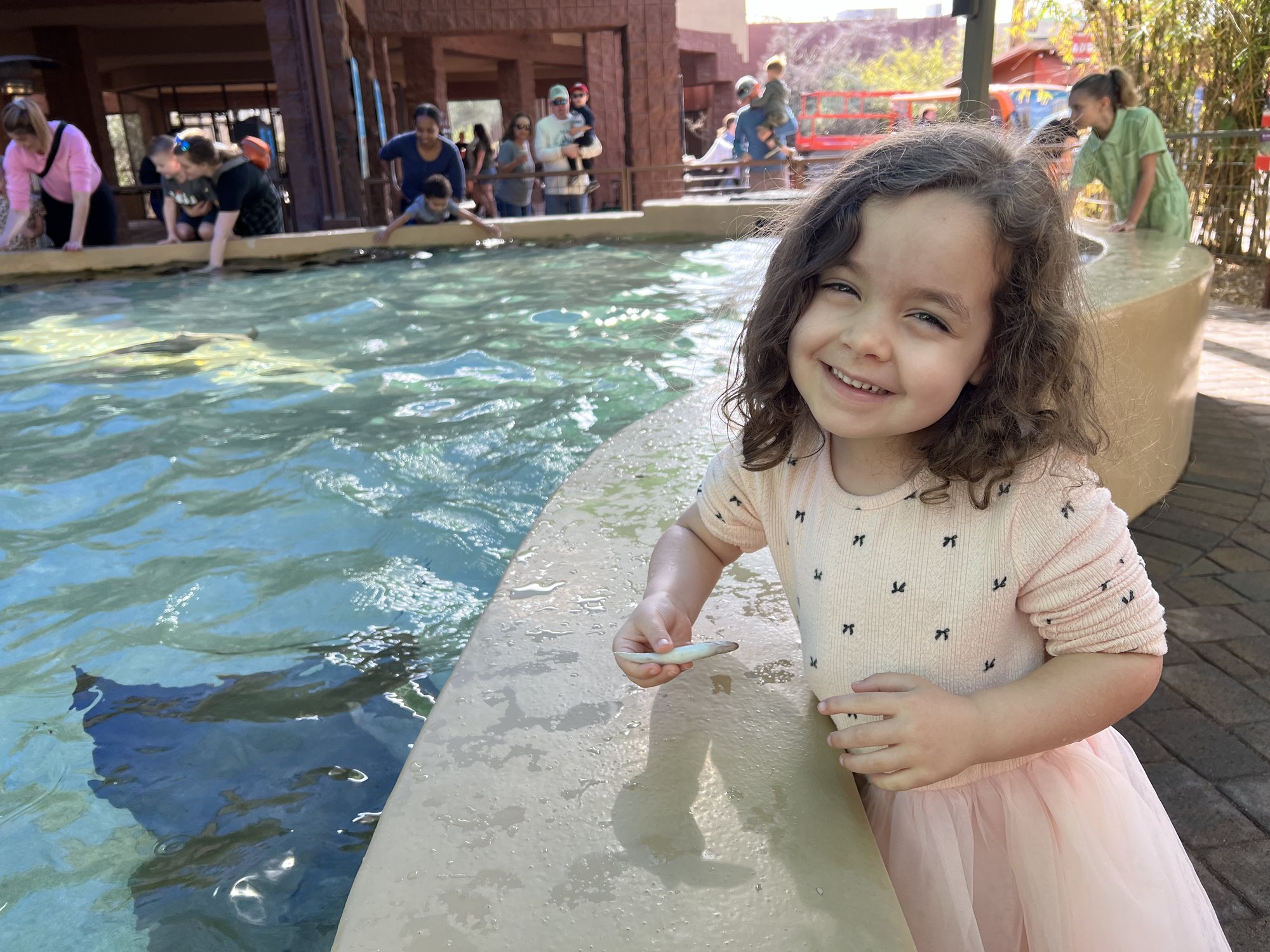 Feeding the stingrays at the Phoenix Zoo.