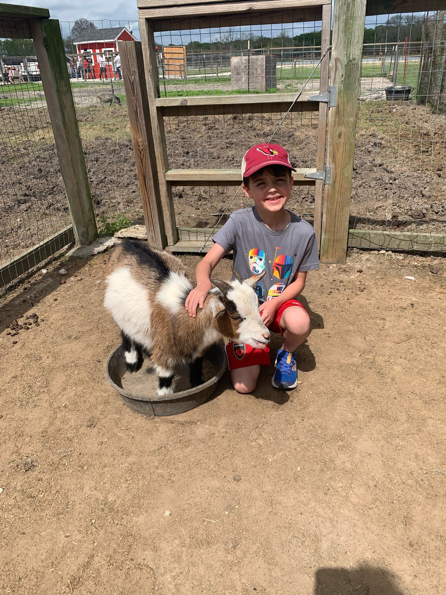 A goat!