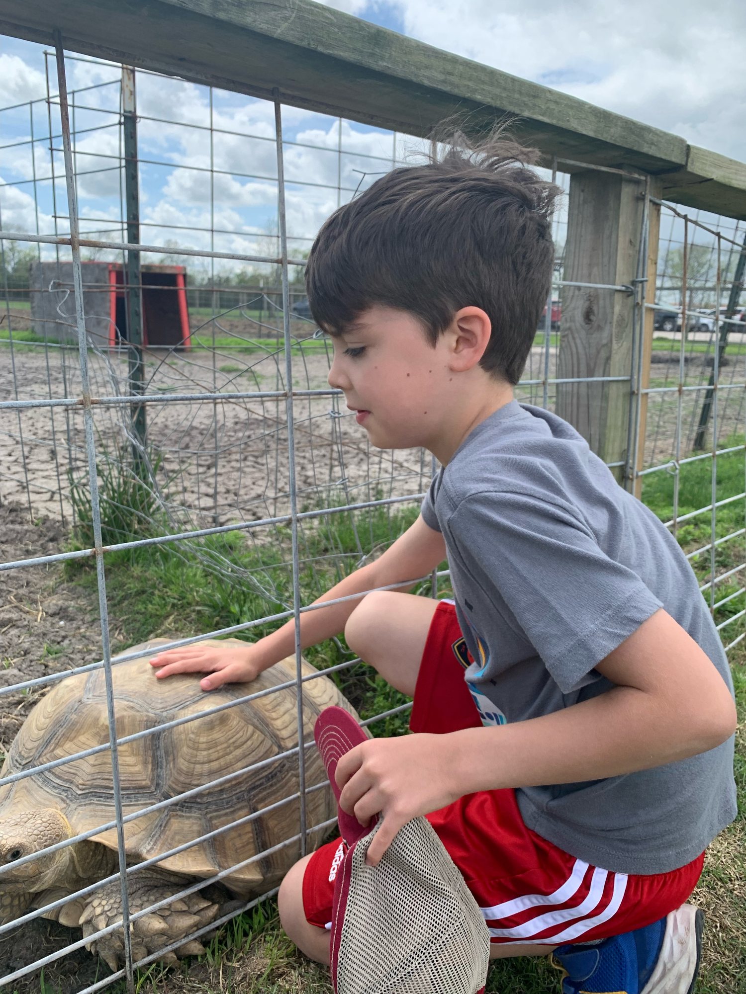 Petting a tortoise with Nonna.