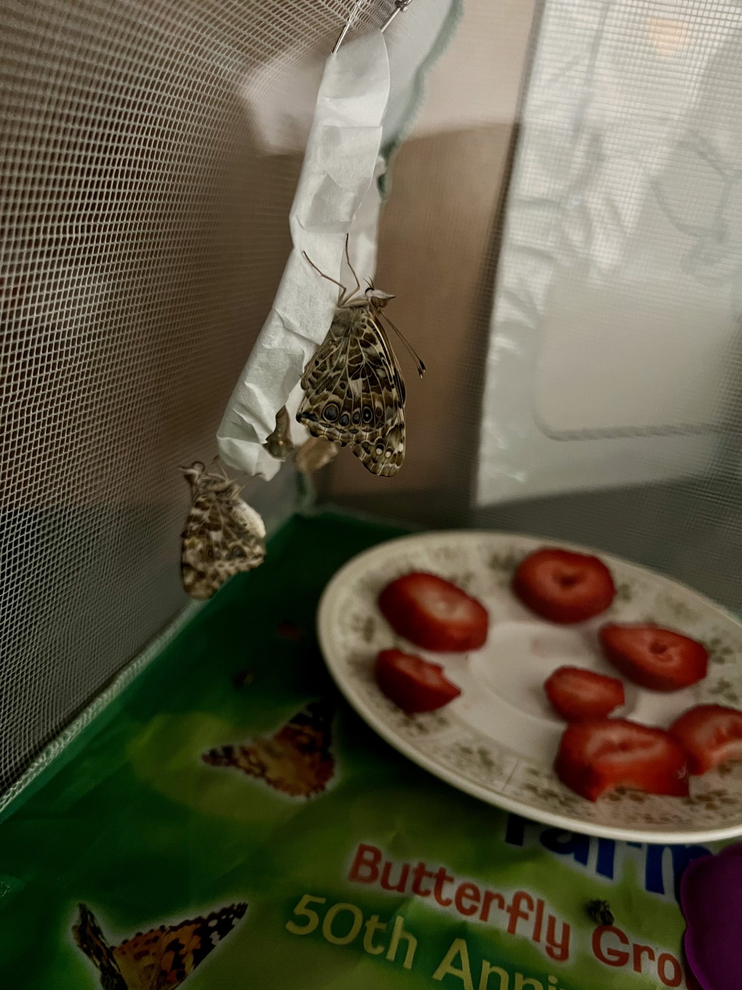 Our butterflies finally emerged!