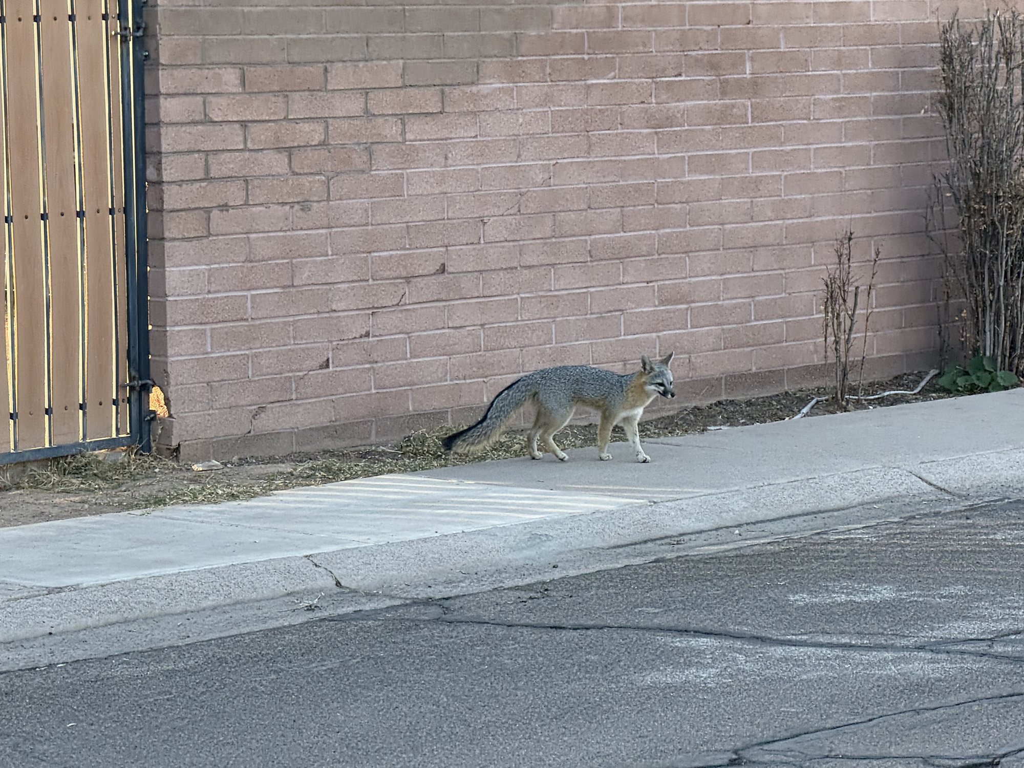 A fox in our neighborhood!